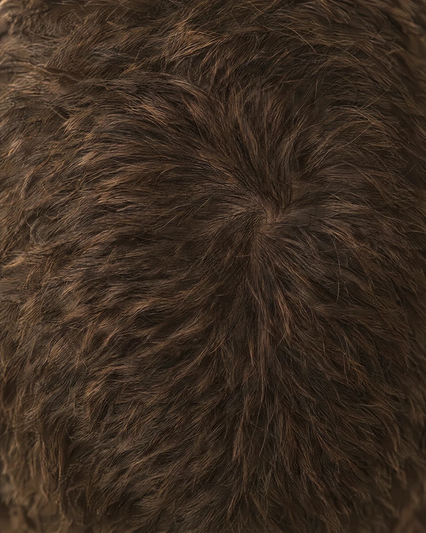 Macro of dense, short brown hair at the crown with a natural whorl.